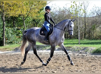 Hannoveraan, Merrie, 5 Jaar, 173 cm, Schimmel