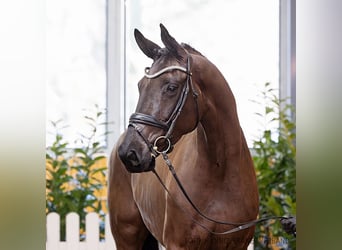 Hannoveraan, Merrie, 5 Jaar, 173 cm, Zwart