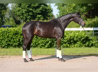 Hannoveraan, Merrie, 5 Jaar, 173 cm, Zwartbruin