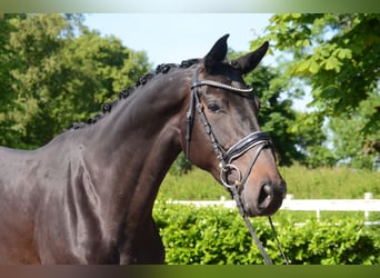 Hannoveraan, Merrie, 5 Jaar, 173 cm, Zwartbruin