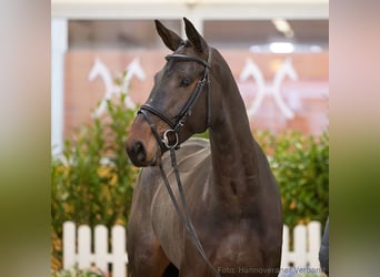 Hannoveraan, Merrie, 5 Jaar, 173 cm, Zwartbruin