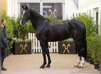 Hannoveraan, Merrie, 5 Jaar, 173 cm, Zwartbruin