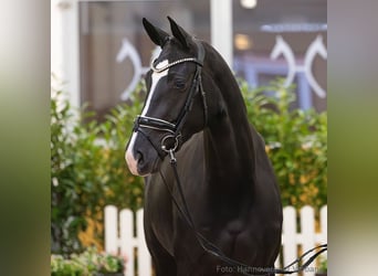 Hannoveraan, Merrie, 5 Jaar, 173 cm, Zwartbruin