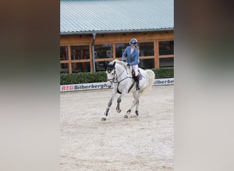 Hannoveraan, Merrie, 5 Jaar, 174 cm, Appelschimmel