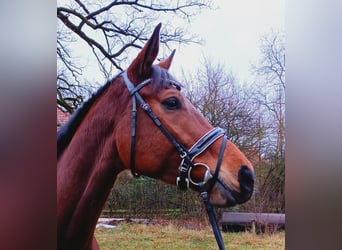 Hannoveraan, Merrie, 5 Jaar, 174 cm, Bruin