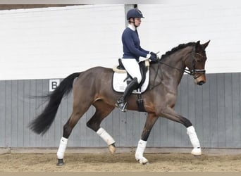 Hannoveraan, Merrie, 5 Jaar, 174 cm, Bruin