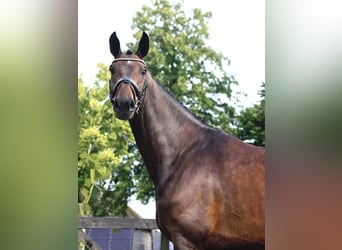 Hannoveraan, Merrie, 5 Jaar, 174 cm, Bruin