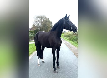 Hannoveraan, Merrie, 5 Jaar, 174 cm, Zwart