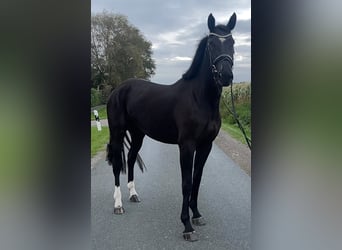 Hannoveraan, Merrie, 5 Jaar, 174 cm, Zwart