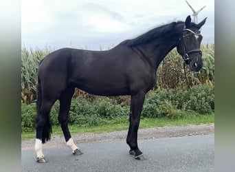 Hannoveraan, Merrie, 5 Jaar, 174 cm, Zwart