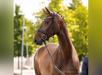 Hannoveraan, Merrie, 5 Jaar, 175 cm, Donkerbruin