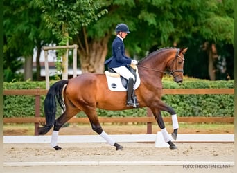 Hannoveraan, Merrie, 5 Jaar, 175 cm, Donkerbruin