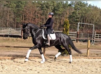 Hannoveraan, Merrie, 5 Jaar, 175 cm, Zwart