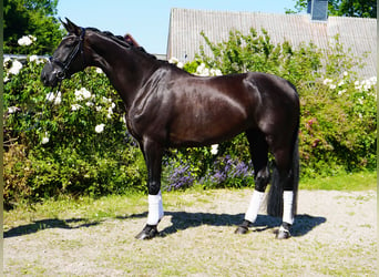 Hannoveraan, Merrie, 5 Jaar, 176 cm, Zwart