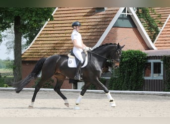 Hannoveraan, Merrie, 5 Jaar, 178 cm, Zwartbruin