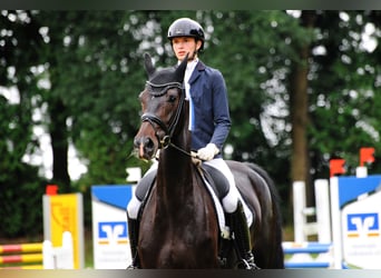 Hannoveraan, Merrie, 5 Jaar, 178 cm, Zwartbruin