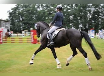 Hannoveraan, Merrie, 5 Jaar, 178 cm, Zwartbruin