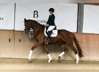 Hannoveraan, Merrie, 5 Jaar, 180 cm, Vos