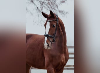 Hannoveraan, Merrie, 5 Jaar, 180 cm, Vos