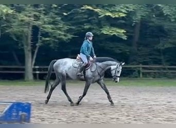 Hannoveraan, Merrie, 5 Jaar, Appelschimmel