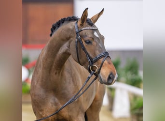 Hannoveraan, Merrie, 5 Jaar, Bruin