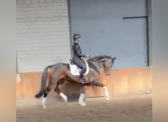Hannoveraan, Merrie, 5 Jaar, Bruin
