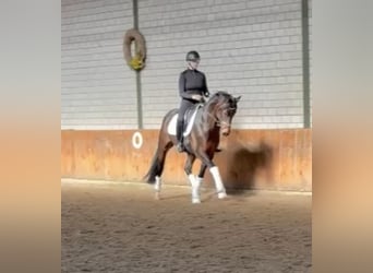 Hannoveraan, Merrie, 5 Jaar, Bruin