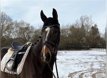 Hannoveraan, Merrie, 5 Jaar, Donkerbruin