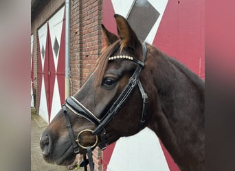 Hannoveraan, Merrie, 5 Jaar, Donkere-vos