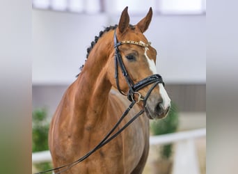 Hannoveraan, Merrie, 5 Jaar, Donkere-vos