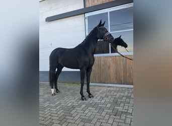 Hannoveraan, Merrie, 5 Jaar, Zwart