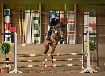 Hannoveraan, Merrie, 6 Jaar, 160 cm, Bruin