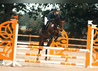 Hannoveraan, Merrie, 6 Jaar, 160 cm, Bruin