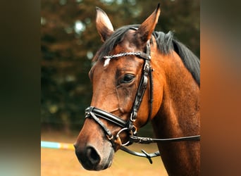 Hannoveraan, Merrie, 6 Jaar, 160 cm, Bruin