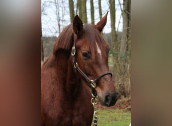 Hannoveraan, Merrie, 6 Jaar, 160 cm, Vos