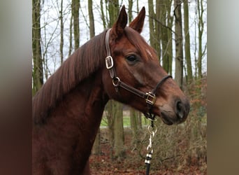 Hannoveraan, Merrie, 6 Jaar, 160 cm, Vos