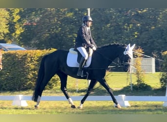 Hannoveraan, Merrie, 6 Jaar, 160 cm, Zwart