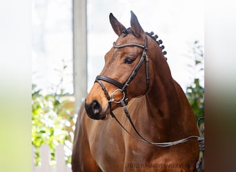 Hannoveraan, Merrie, 6 Jaar, 162 cm, Bruin