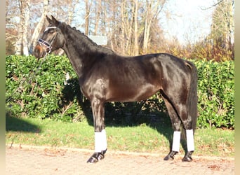 Hannoveraan, Merrie, 6 Jaar, 162 cm, Donkerbruin