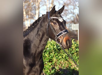 Hannoveraan, Merrie, 6 Jaar, 162 cm, Donkerbruin