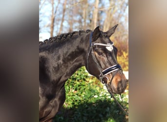 Hannoveraan, Merrie, 6 Jaar, 162 cm, Donkerbruin