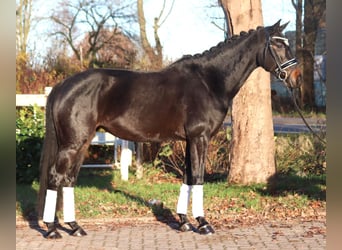 Hannoveraan, Merrie, 6 Jaar, 162 cm, Donkerbruin