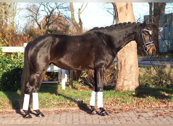 Hannoveraan, Merrie, 6 Jaar, 162 cm, Donkerbruin