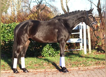 Hannoveraan, Merrie, 6 Jaar, 162 cm, Donkerbruin