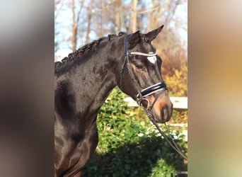 Hannoveraan, Merrie, 6 Jaar, 162 cm, Donkerbruin