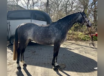 Hannoveraan, Merrie, 6 Jaar, 163 cm, Appelschimmel