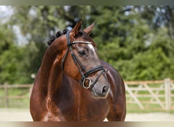 Hannoveraan, Merrie, 6 Jaar, 163 cm, Donkere-vos