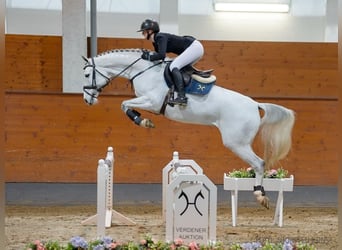 Hannoveraan, Merrie, 6 Jaar, 163 cm, Schimmel