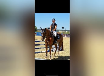 Hannoveraan, Merrie, 6 Jaar, 163 cm, Vos