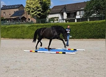 Hannoveraan, Merrie, 6 Jaar, 163 cm, Zwart